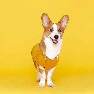 플로트 민소매후드 강아지옷 옐로우